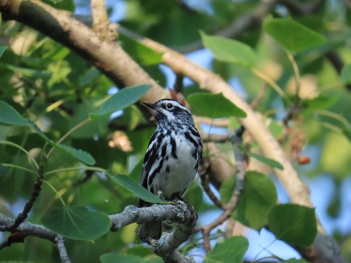 Black-and-white Warbler - ML621248737