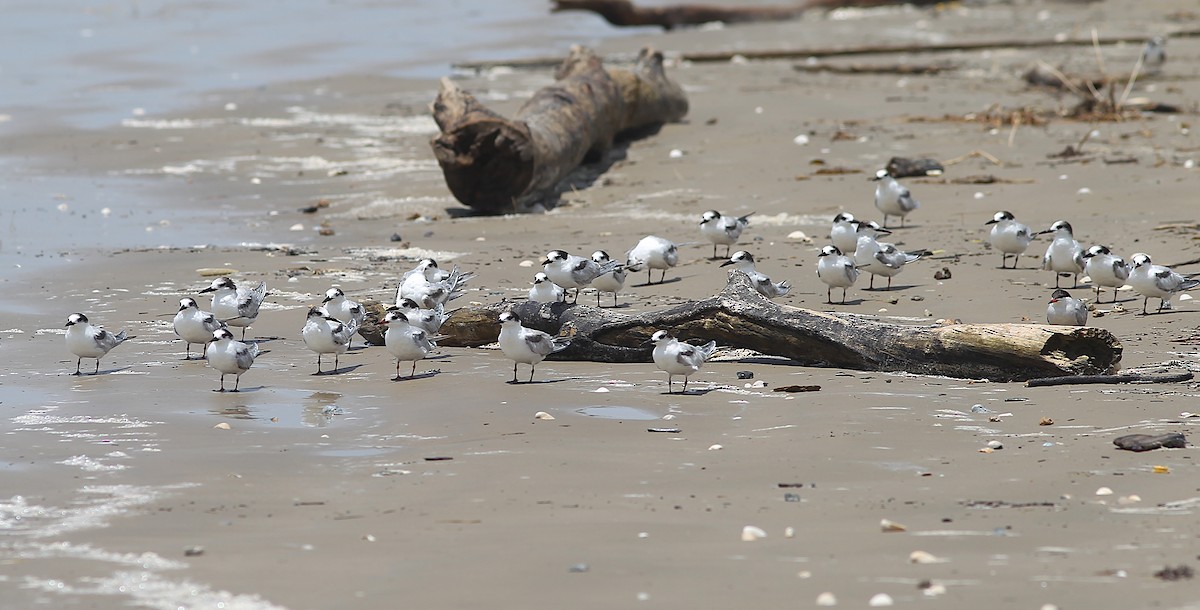 Common Tern - ML621248783