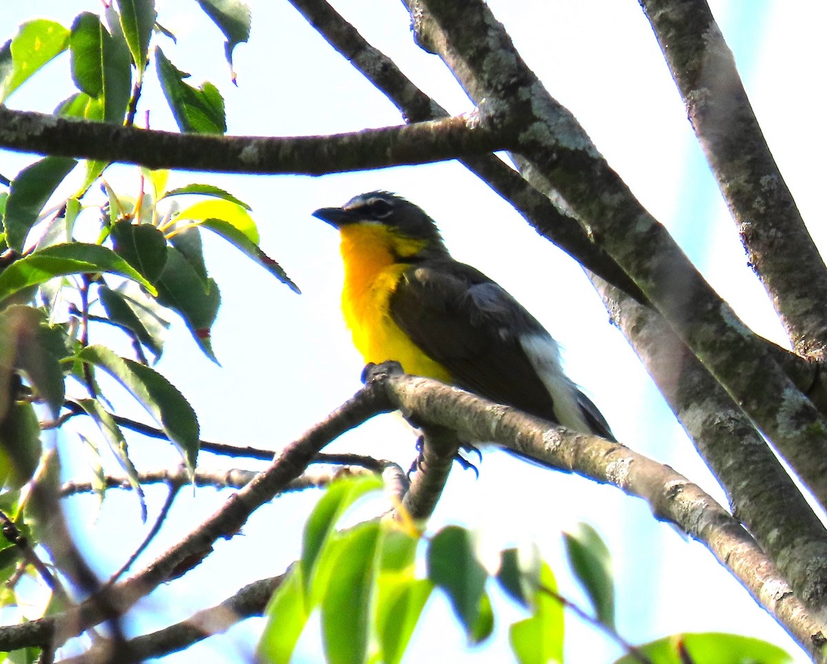Yellow-breasted Chat - ML621248832