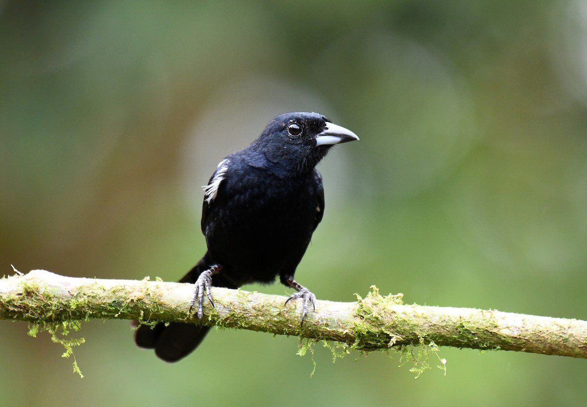White-lined Tanager - ML621248835