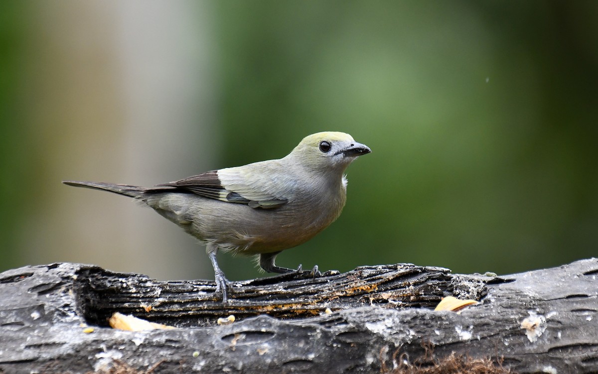 Palm Tanager - ML621248842