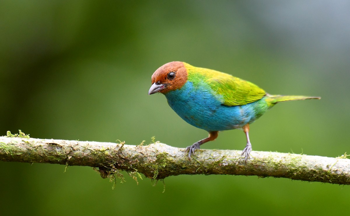 Bay-headed Tanager (Bay-and-blue) - ML621248848