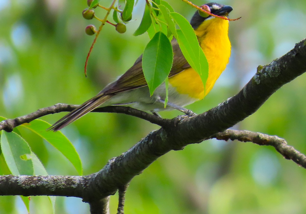 Yellow-breasted Chat - ML621248849