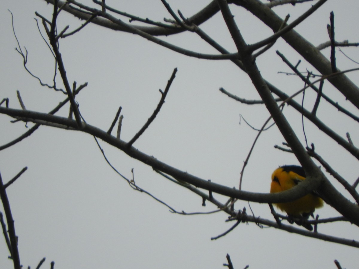 White-edged Oriole - ML621248880