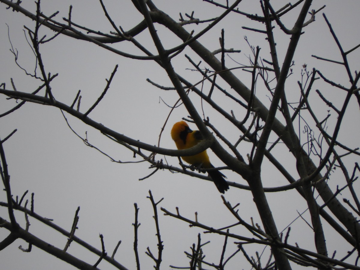 White-edged Oriole - ML621248881