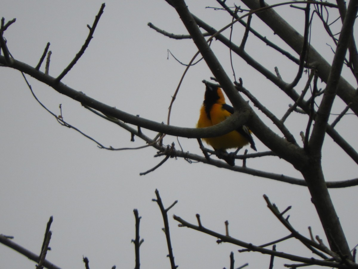 White-edged Oriole - Jacob Santos