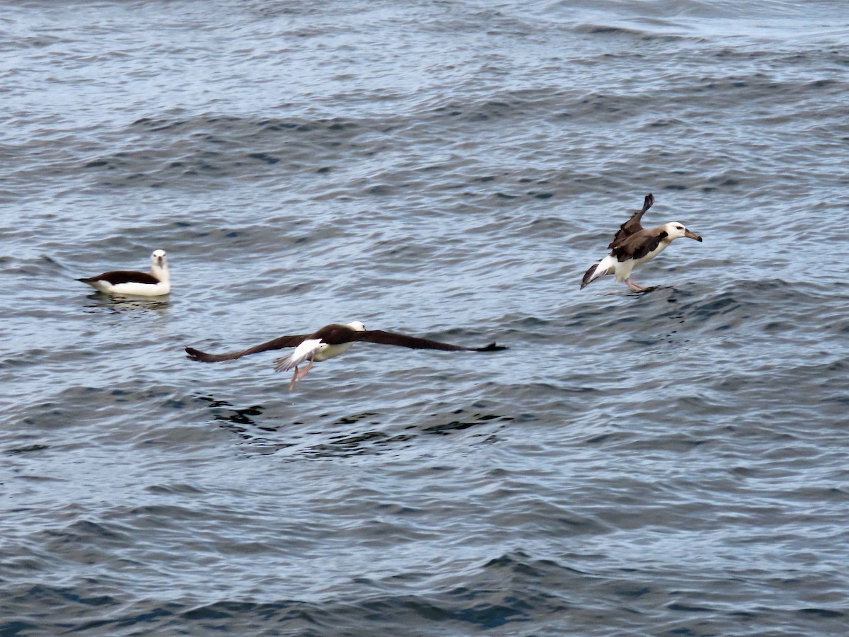 albatros černobrvý - ML621248903