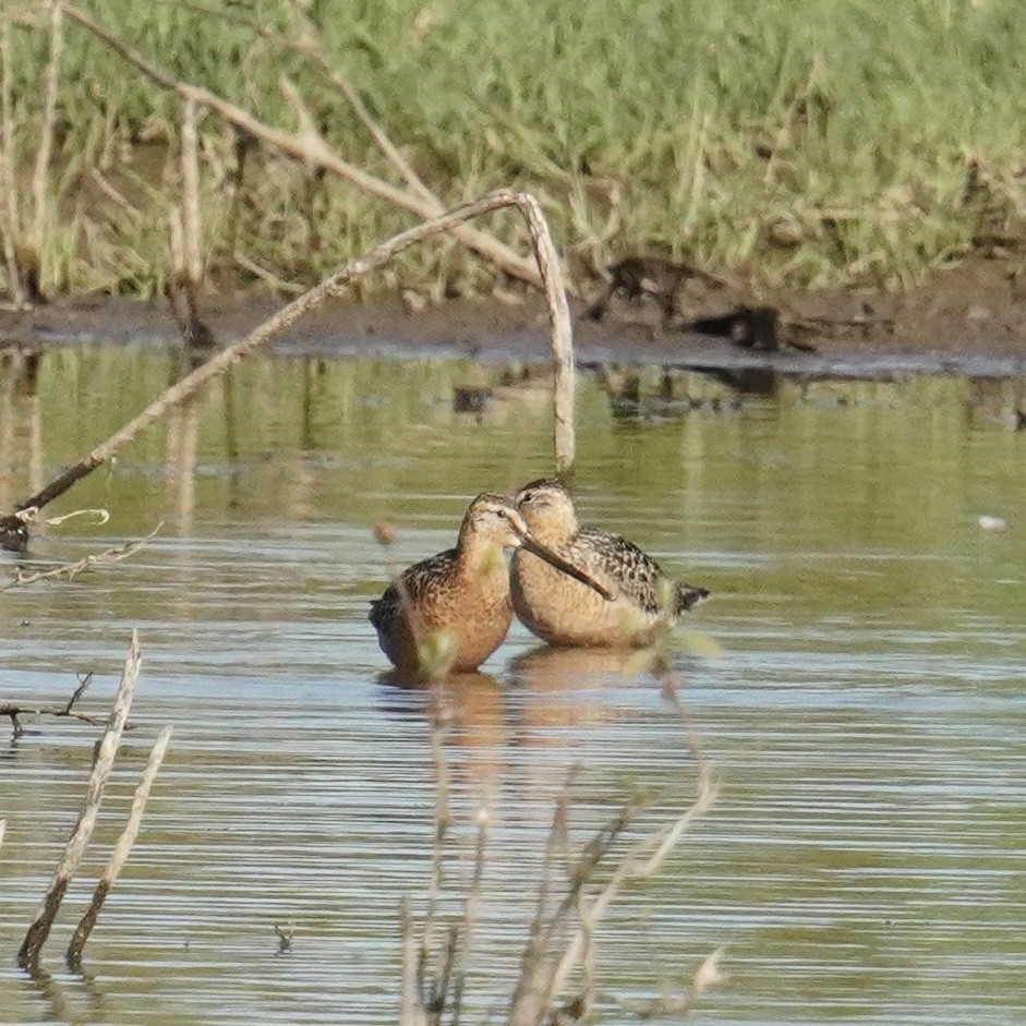 Long-billed Dowitcher - ML621248904