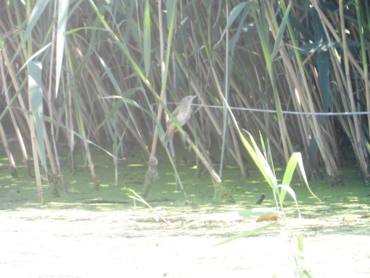 Great Reed Warbler - ML621248912