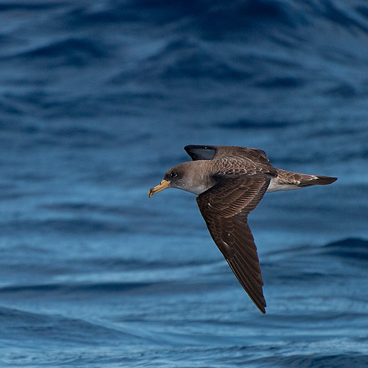 Cory's Shearwater - ML621248944