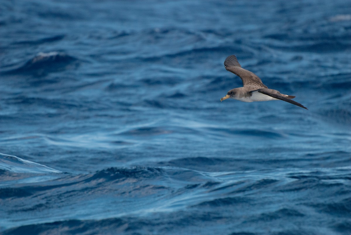 Cory's Shearwater - ML621248947