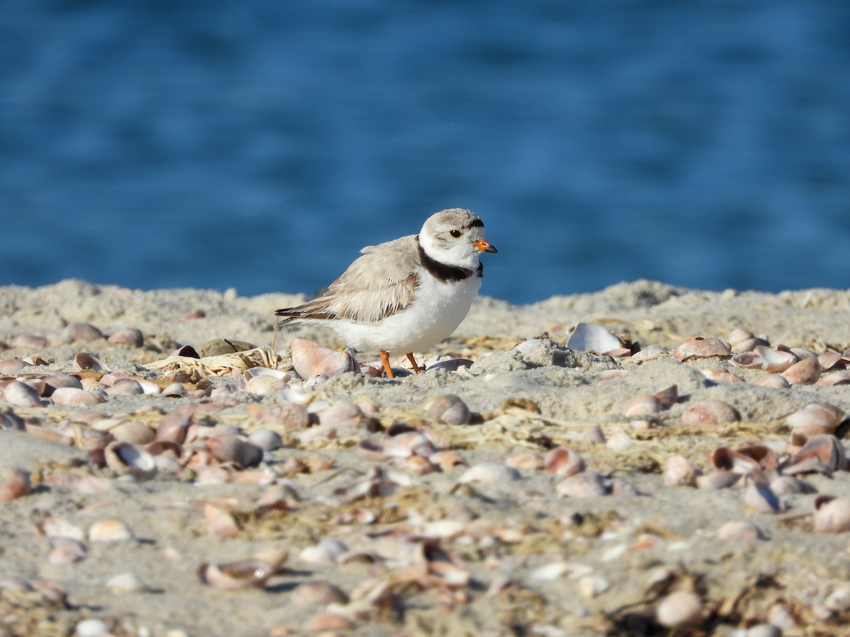 Piping Plover - ML621248973