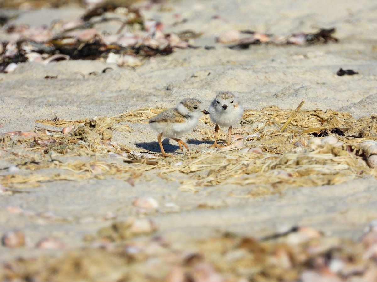 Piping Plover - ML621248974