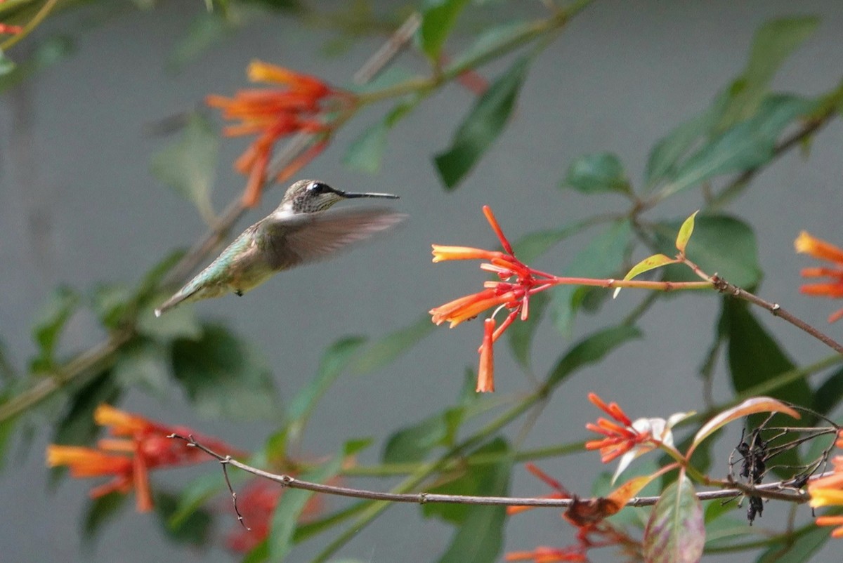 Ruby-throated Hummingbird - ML621248976