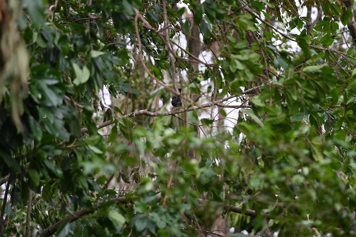 White-chinned Thrush - ML621248991