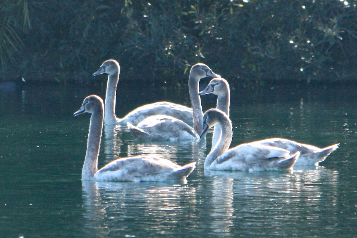 Mute Swan - ML621249000