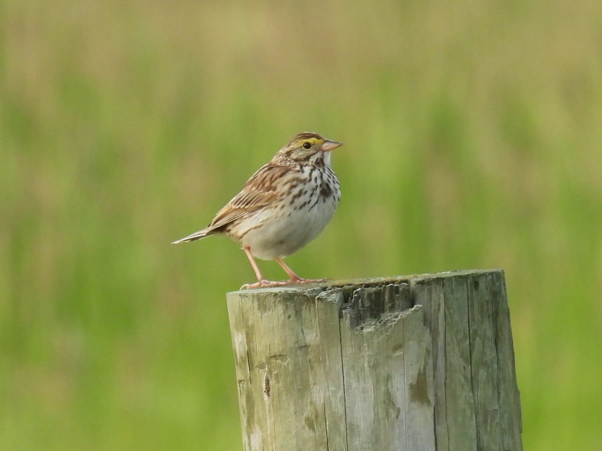 Savannah Sparrow - ML621249002