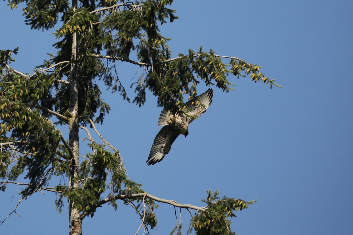 Red-tailed Hawk - ML621249061