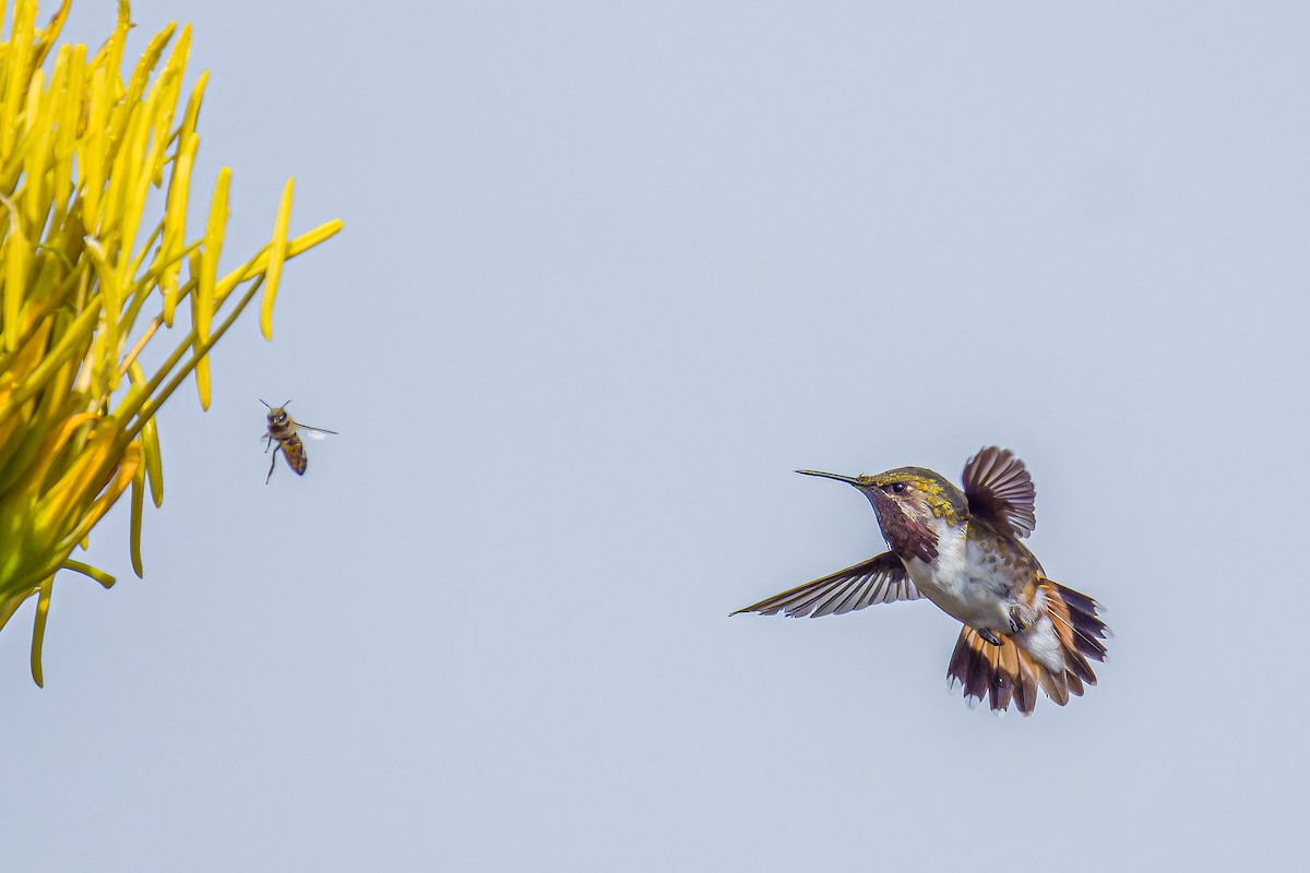 Bumblebee Hummingbird - ML621249074