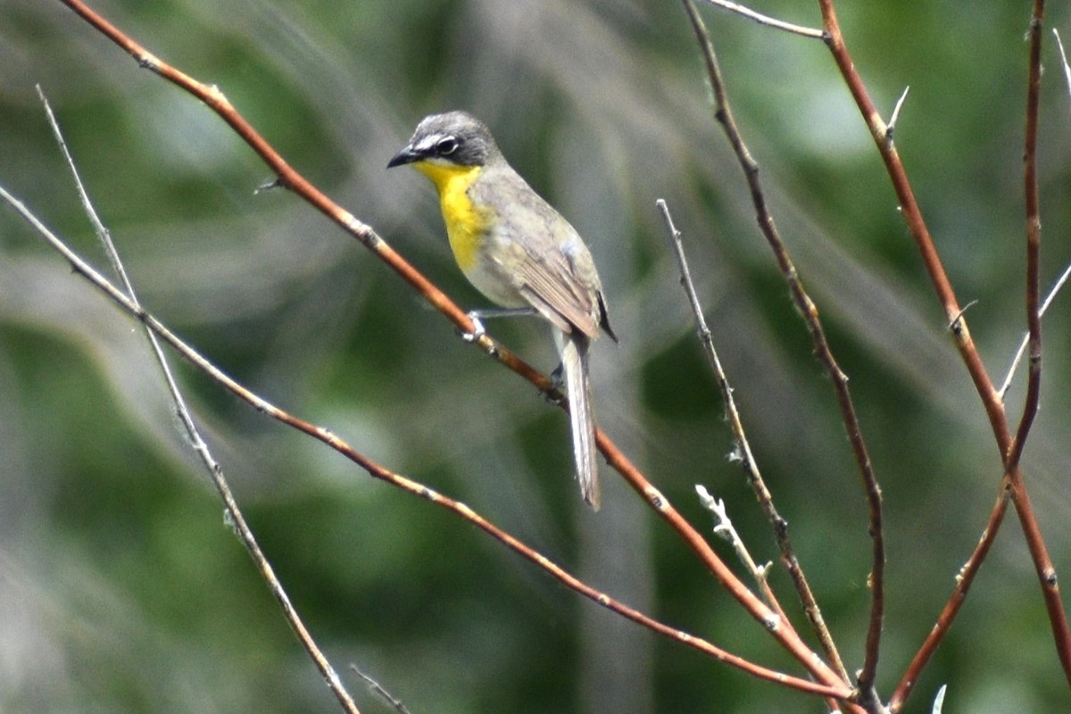 Yellow-breasted Chat - ML621249099