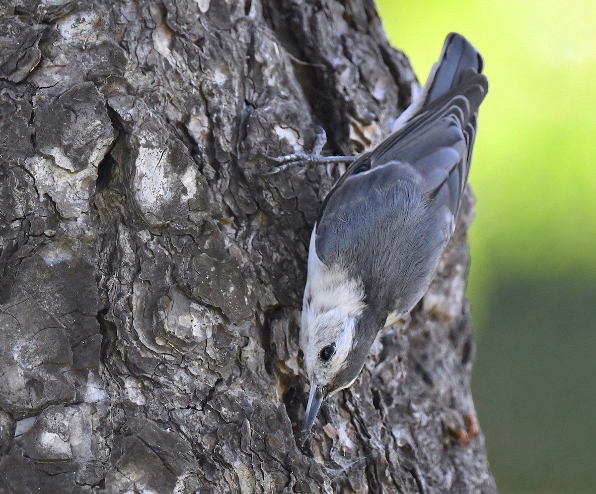 White-breasted Nuthatch - ML621249154