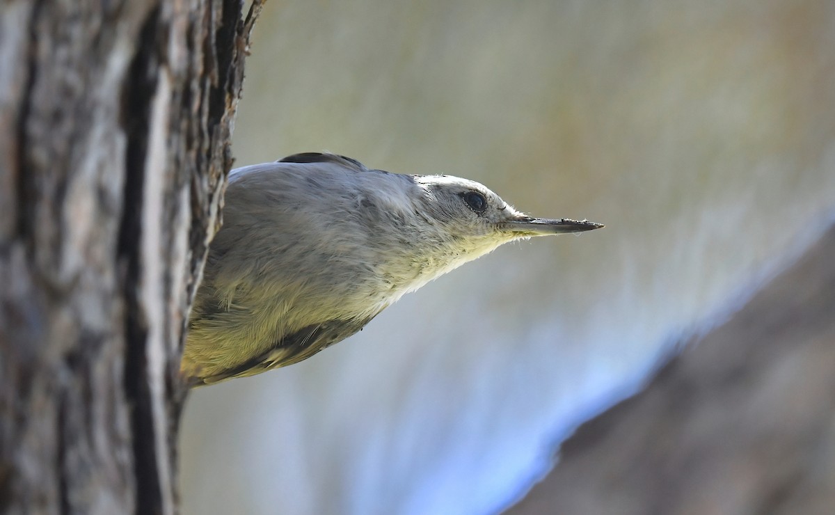 White-breasted Nuthatch - ML621249158