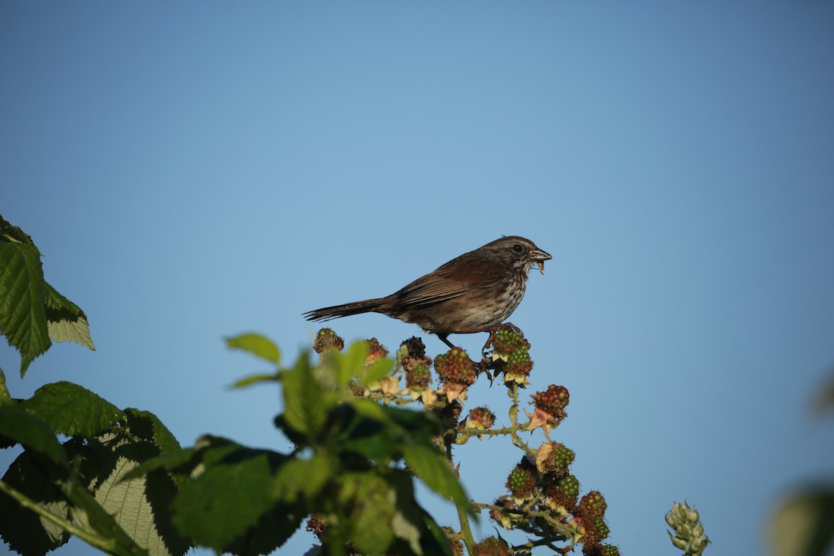 Song Sparrow - ML621249160