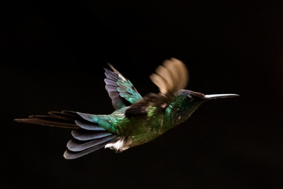 kolibřík fialovotemenný - ML621249163