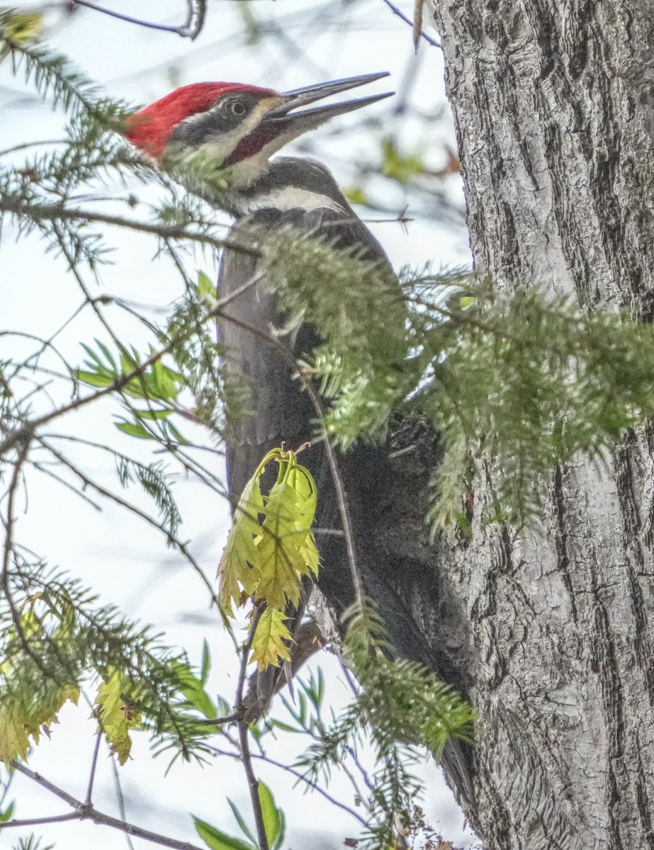 Pileated Woodpecker - ML621249175