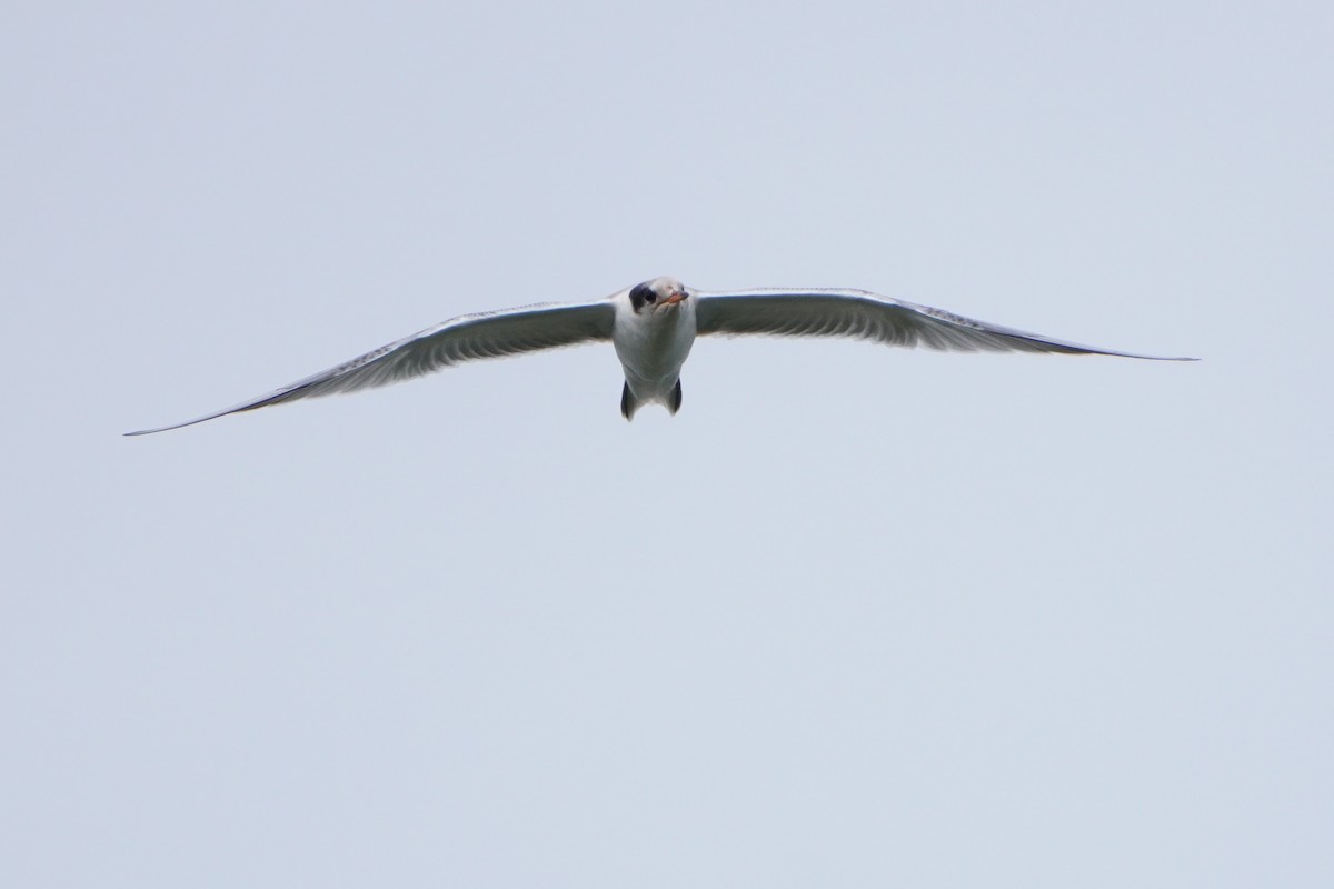 Common Tern - ML621249178