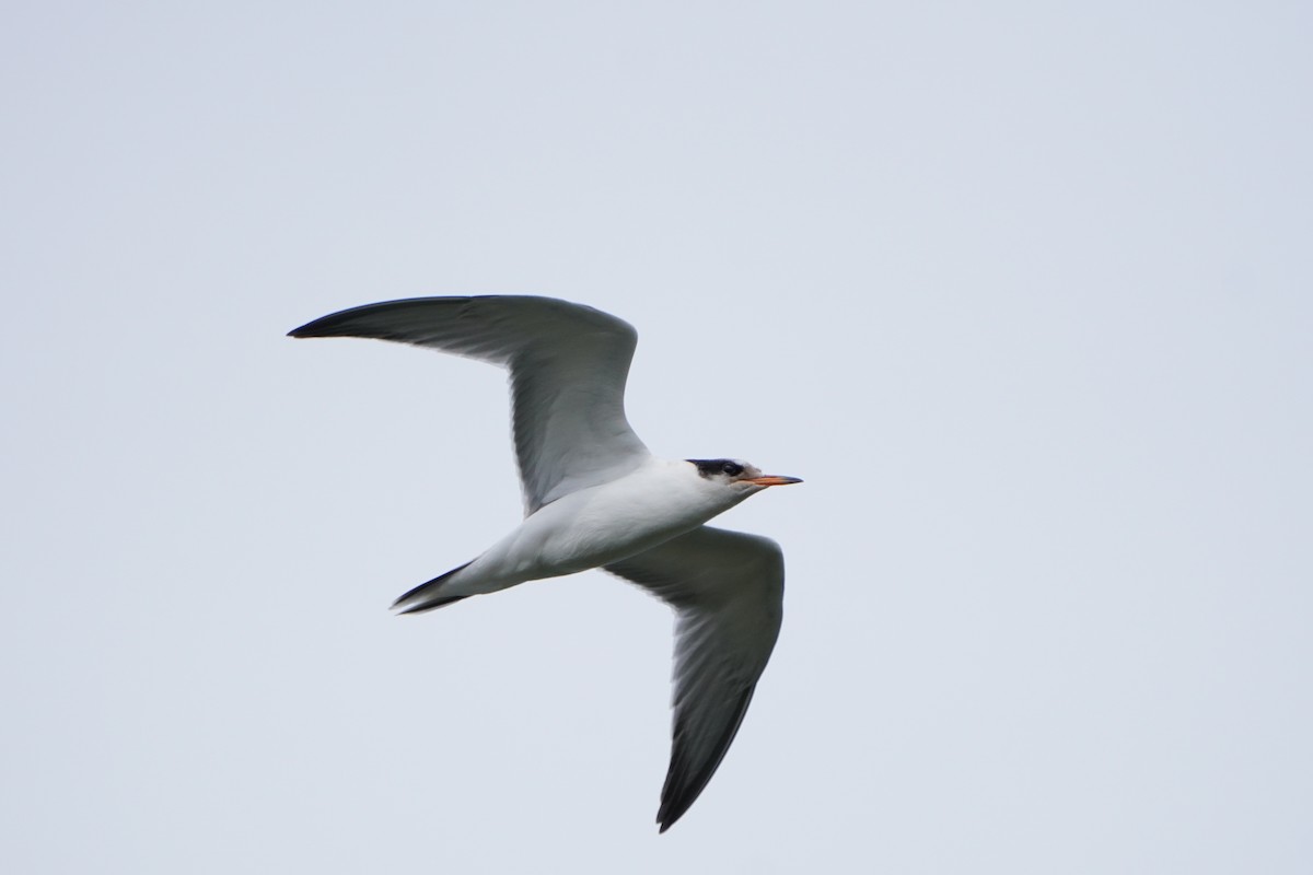 Common Tern - ML621249179