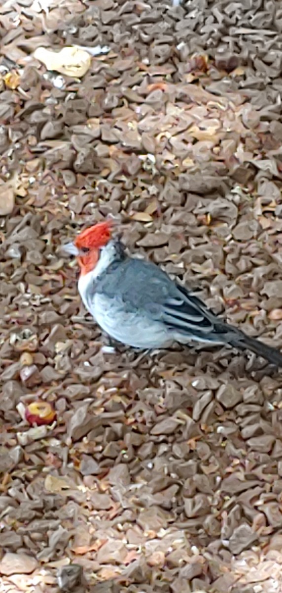 Red-crested Cardinal - ML621249199