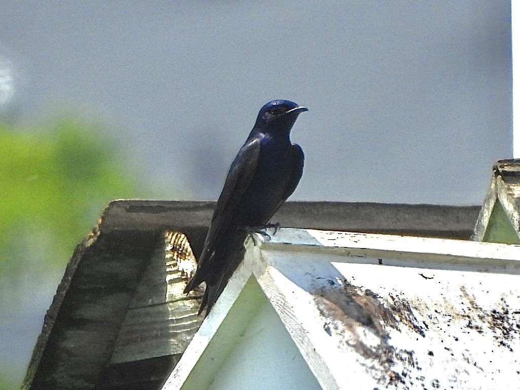 Purple Martin - ML621249218