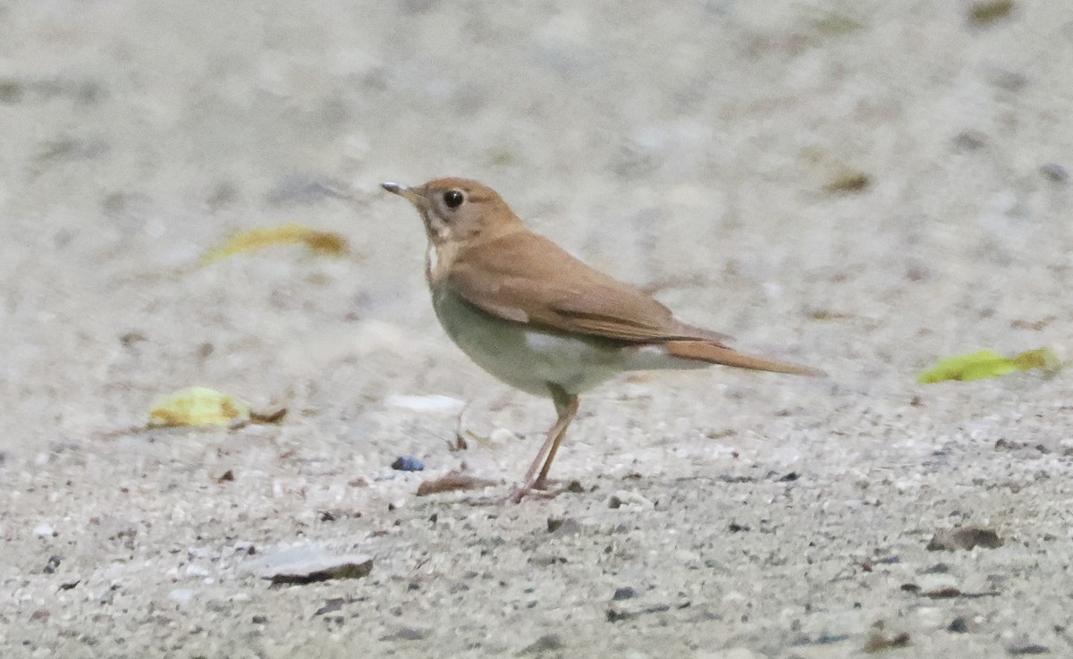 Veery - ML621249238