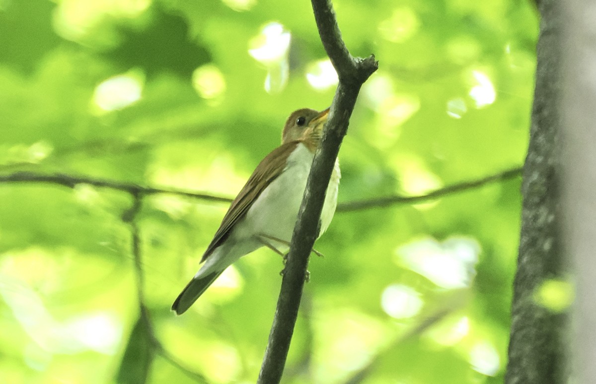 Veery - ML621249239