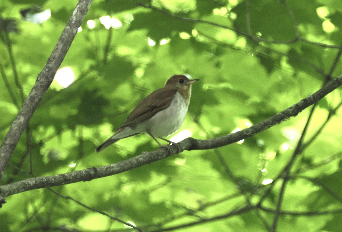 Veery - ML621249241