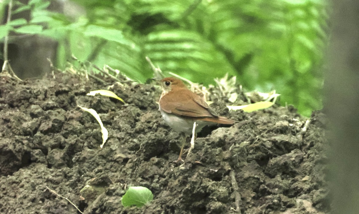 Veery - ML621249242