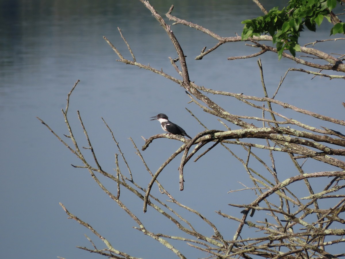 Belted Kingfisher - ML621249253