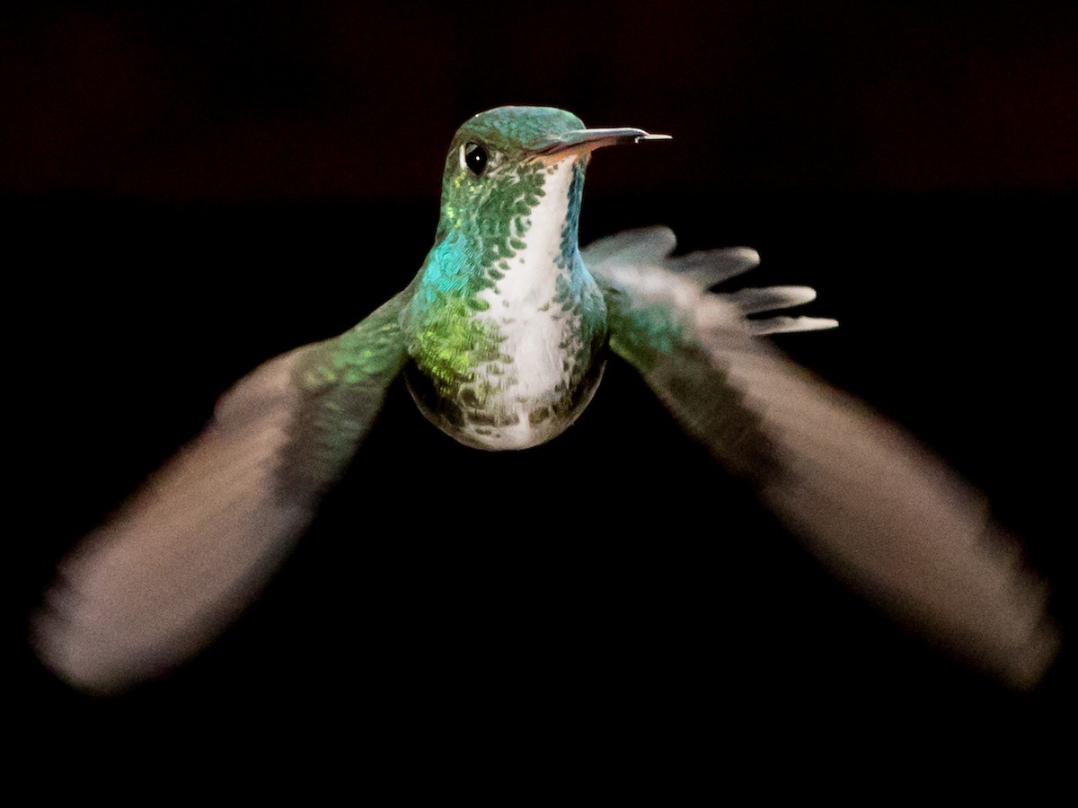 kolibřík pestrý - ML621249271