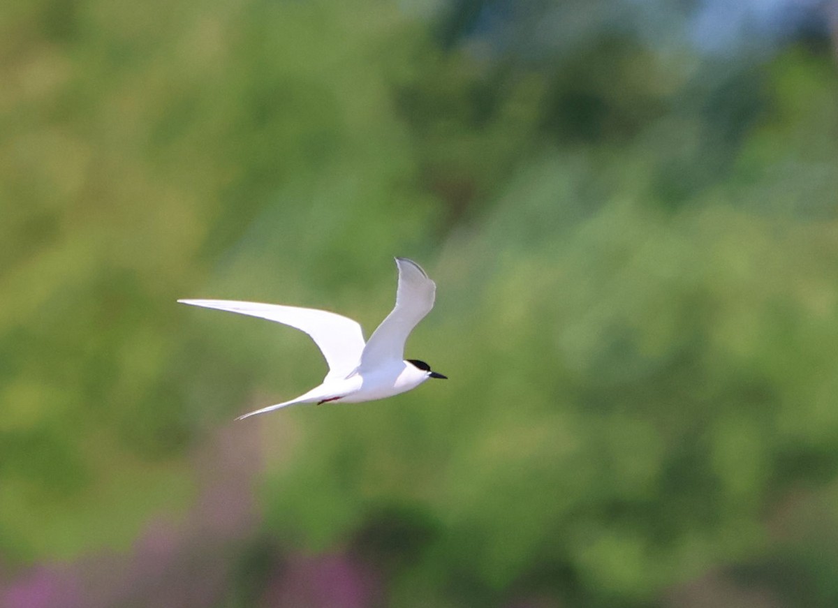 rybák rajský - ML621249311