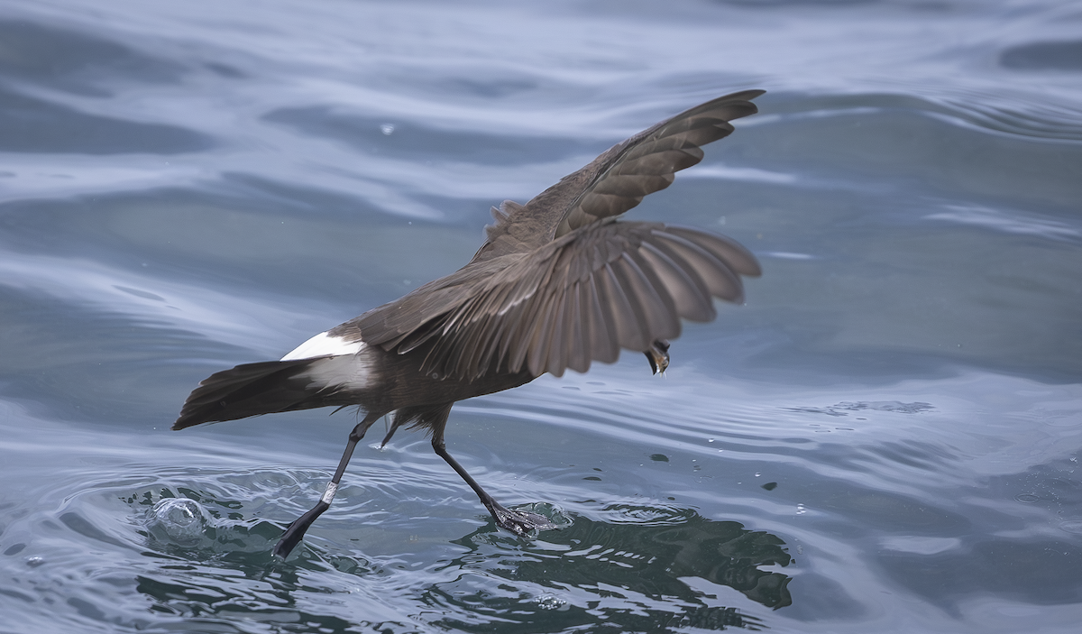 European Storm-Petrel - ML621249317