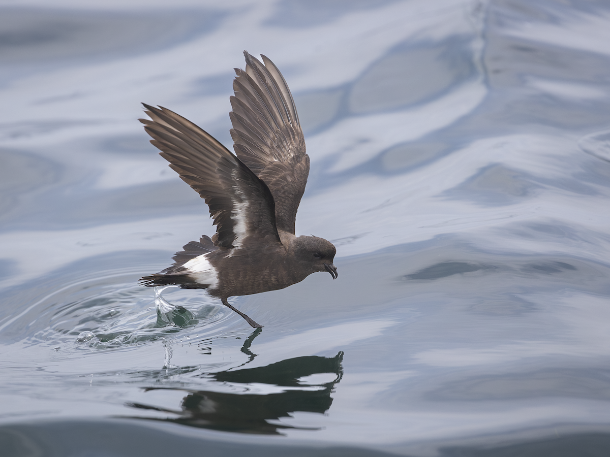 European Storm-Petrel - ML621249319