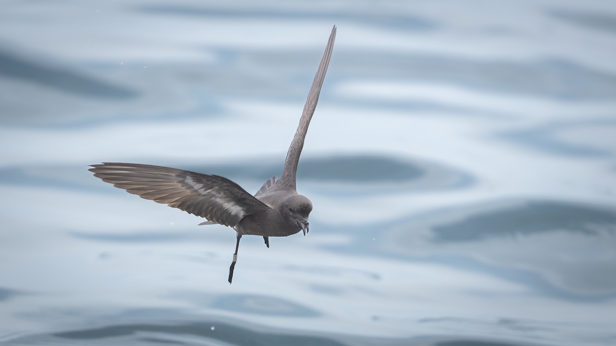 European Storm-Petrel - ML621249320