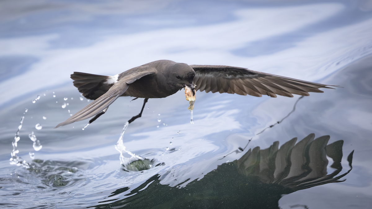 European Storm-Petrel - ML621249321