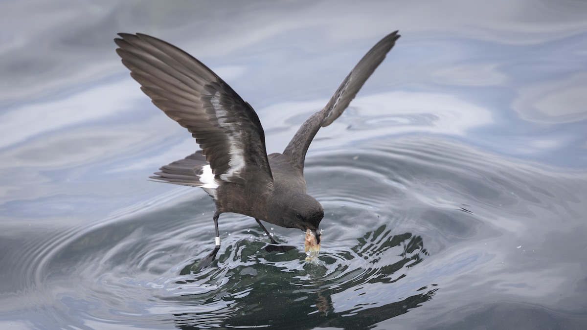 European Storm-Petrel - ML621249323