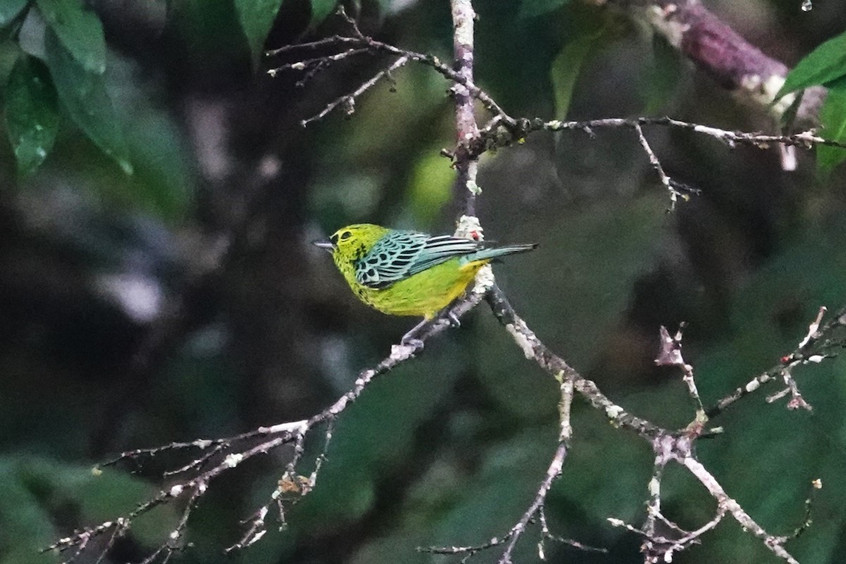 Yellow-bellied Tanager - ML621249368