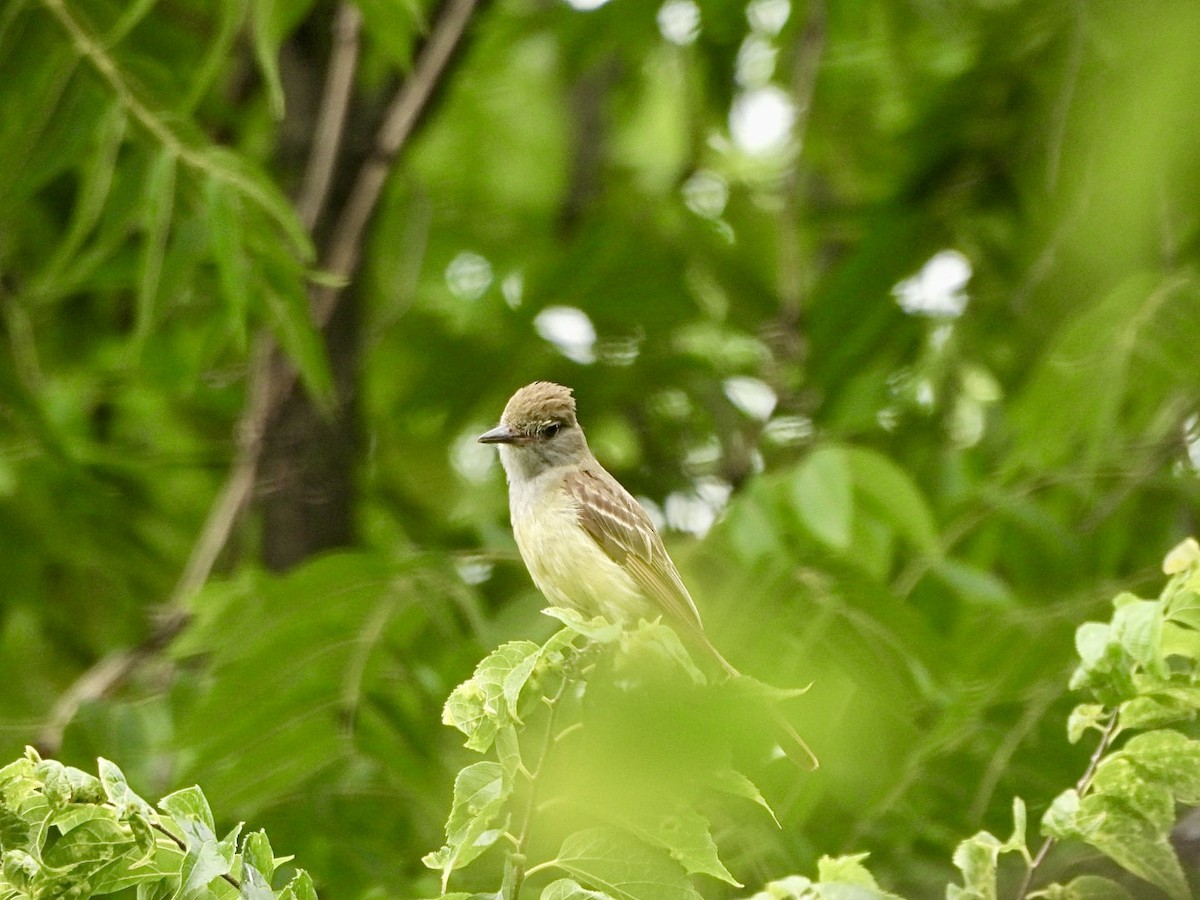 Great Crested Flycatcher - ML621249369