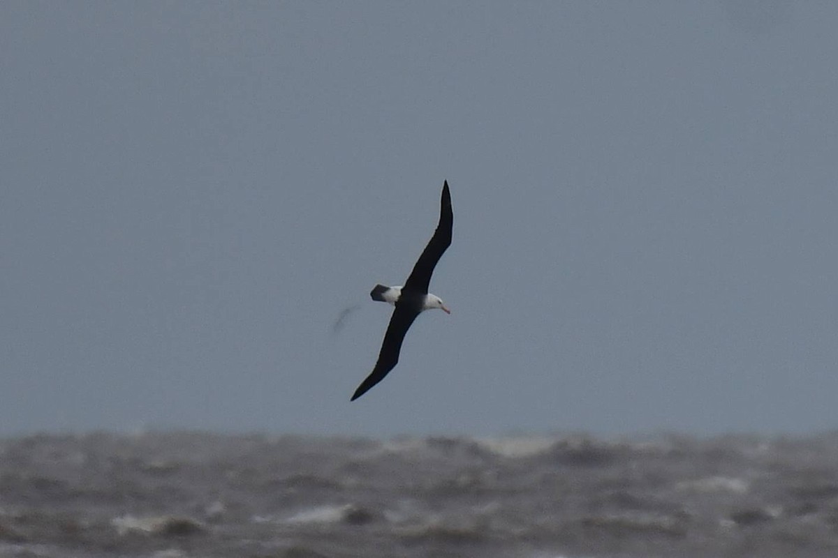 Black-browed Albatross - ML621249372
