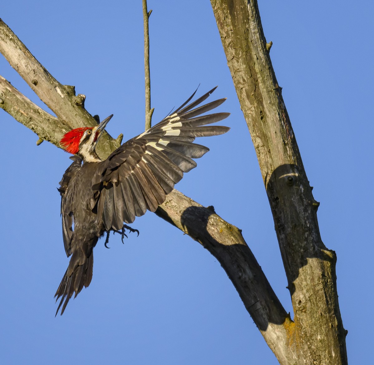 Pileated Woodpecker - ML621249390