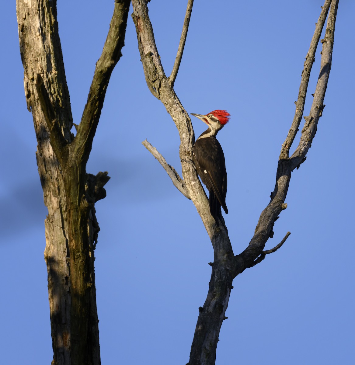 Pileated Woodpecker - ML621249391